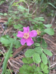 Rosa bridgesii