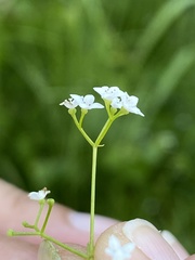 Galium palustre
