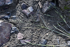 Puccinellia sibirica