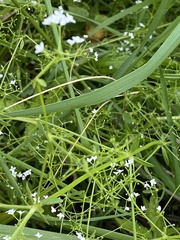 Galium palustre