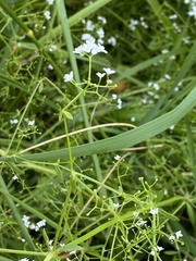 Galium palustre