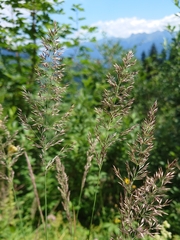 Calamagrostis varia