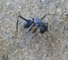 Polyrhachis sokolova