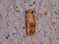Cochylis bucera