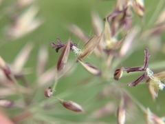 Calamagrostis varia