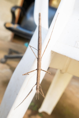 Clitumninae