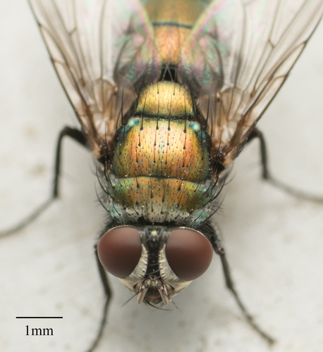 Australian Sheep Blow Fly photo 3