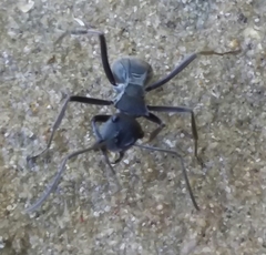 Polyrhachis sokolova