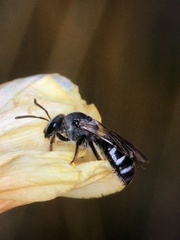 Lasioglossum zonulus