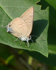 Satyrium caryaevorus