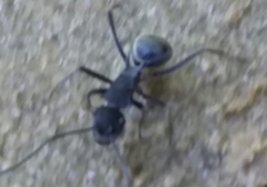 Polyrhachis sokolova