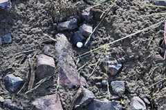 Puccinellia sibirica