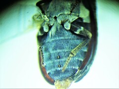 Dermestes undulatus