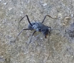 Polyrhachis sokolova