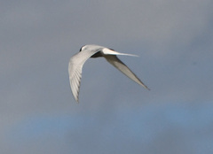 Sterna paradisaea