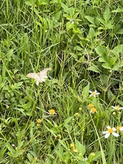 Anartia jatrophae
