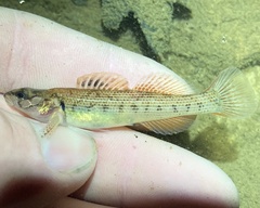 Etheostoma virgatum