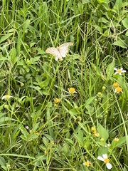 Anartia jatrophae