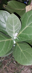 Calotropis procera