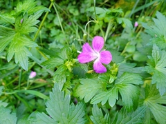 Geranium palustre