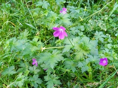 Geranium palustre