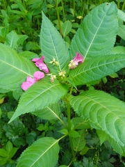 Impatiens glandulifera