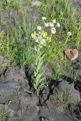 Tephroseris palustris