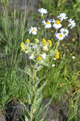 Tephroseris palustris