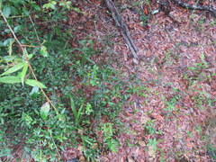 Euphorbia discoidalis