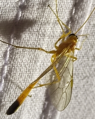 Enicospilus ramidulus