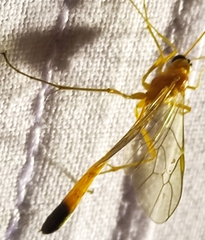 Enicospilus ramidulus