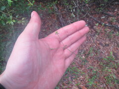 Euphorbia discoidalis