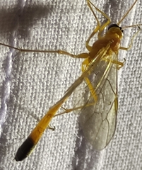 Enicospilus ramidulus