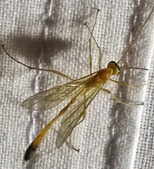 Enicospilus ramidulus