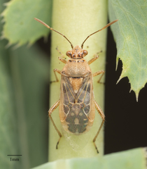 Liorhyssus