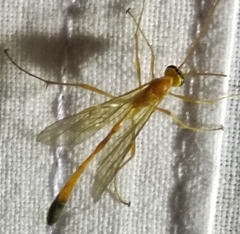 Enicospilus ramidulus