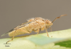 Liorhyssus