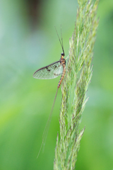 Ephemera vulgata
