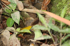 Ethope himachala