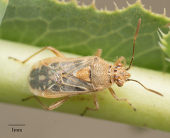 Liorhyssus