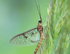 Ephemera vulgata