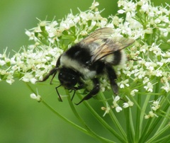 Bombus patagiatus