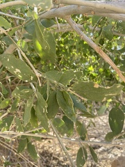 Salvadora persica