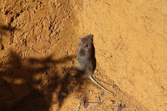 Rattini
