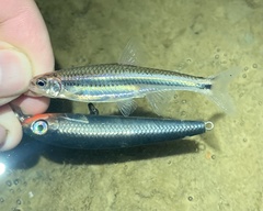 Notropis leuciodus