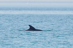 Tursiops truncatus ponticus