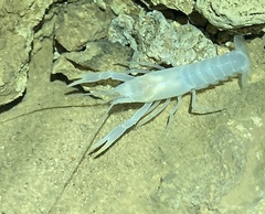 Orconectes pellucidus