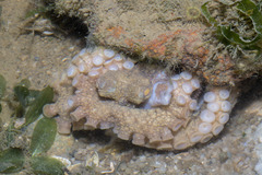 Amphioctopus aegina image