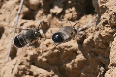 Anthophora pacifica