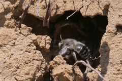 Anthophora pacifica